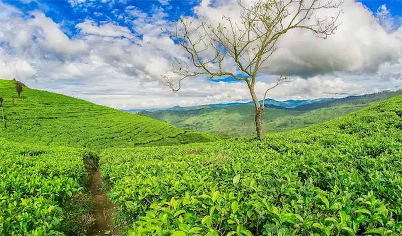 Wisata Kebun Teh Jangkung Malabar Pangalengan