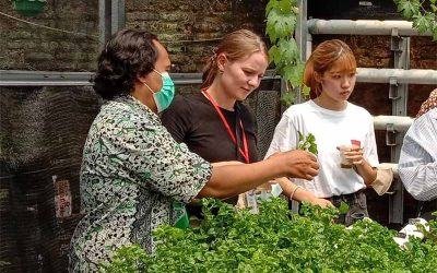 Belajar Urban Farming di Kampung Wisata Yogyakarta