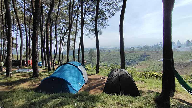 Liburan Sekolah Nataru 2024 di Datar Pinus Camp Pangalengan